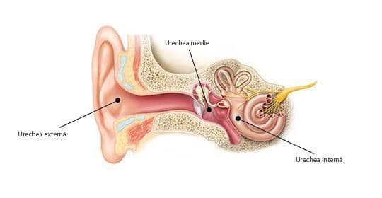 Ilustrație medicală a urechii și aparatului auditiv