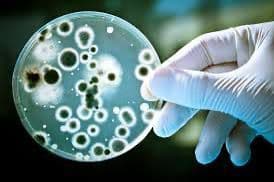 Imagine microscopică comparativă a unui virus și a unei bacterii – diferențe esențiale între infecțiile virale și bacteriene.