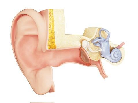 Ilustrație medicală realistă a urechii umane, cu accent pe urechea internă – cohleea și structurile auditive evidențiate.